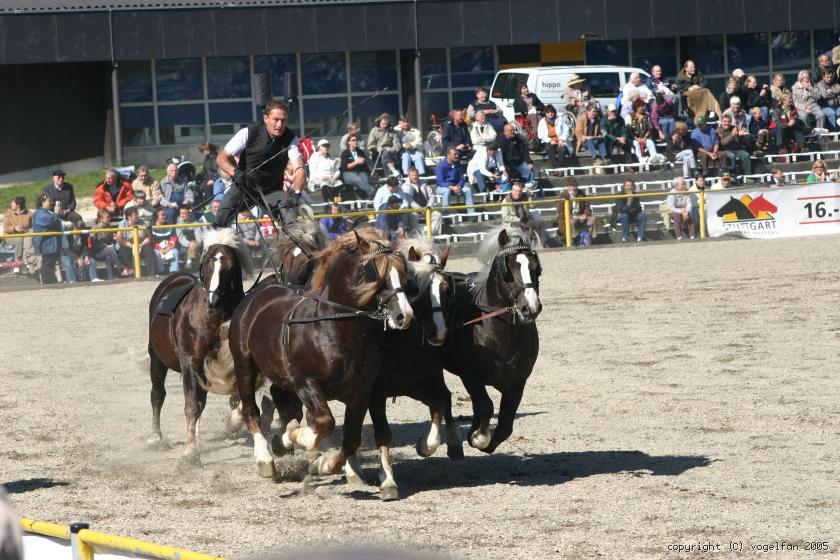 Schwarzwälder Füchse