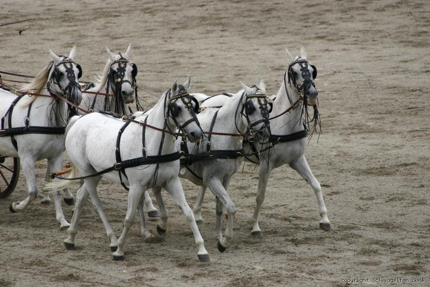 Fuenferzug mit Stuten