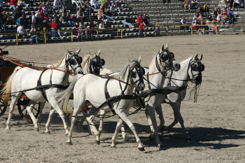 5-er Zug Araberstuten