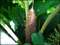 Gunnera Manicata