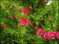 Irgendeine Grevillee