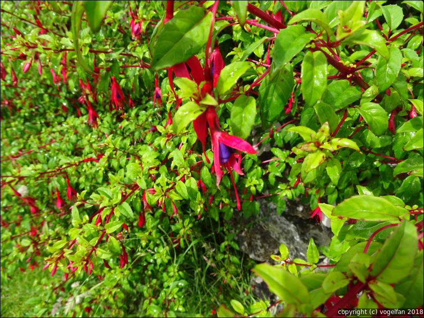Fuchsie