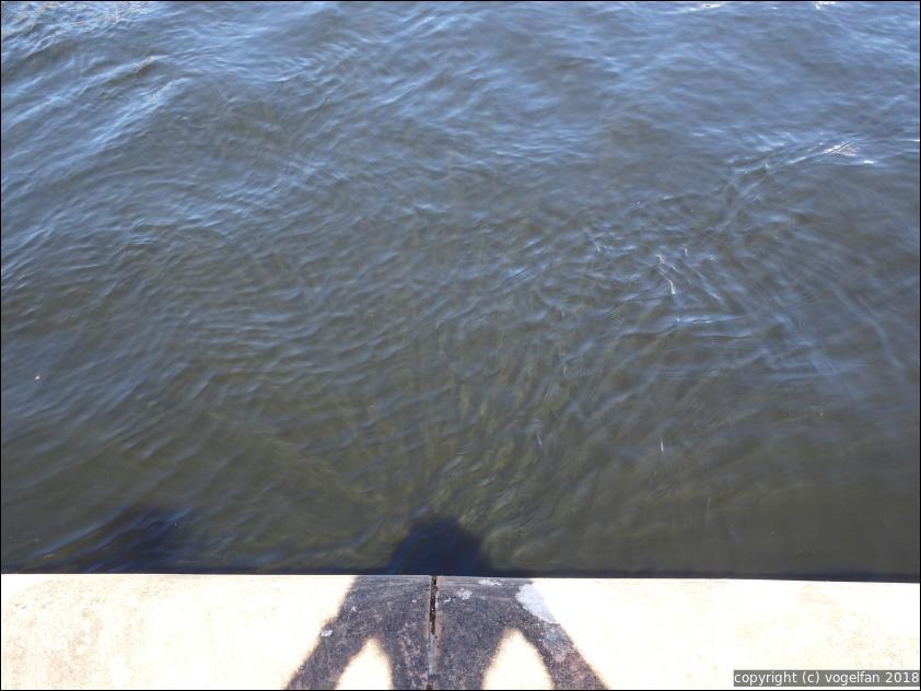 Reflektionen im Wasser