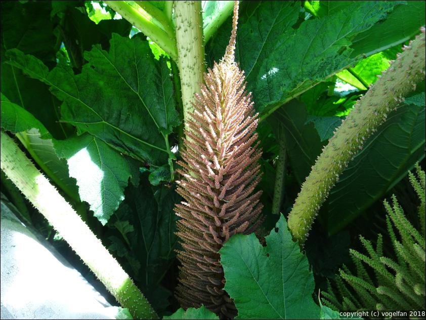 Gunnera Manicata