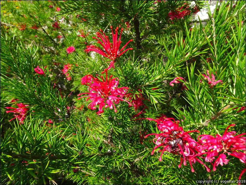 Irgendeine Grevillee