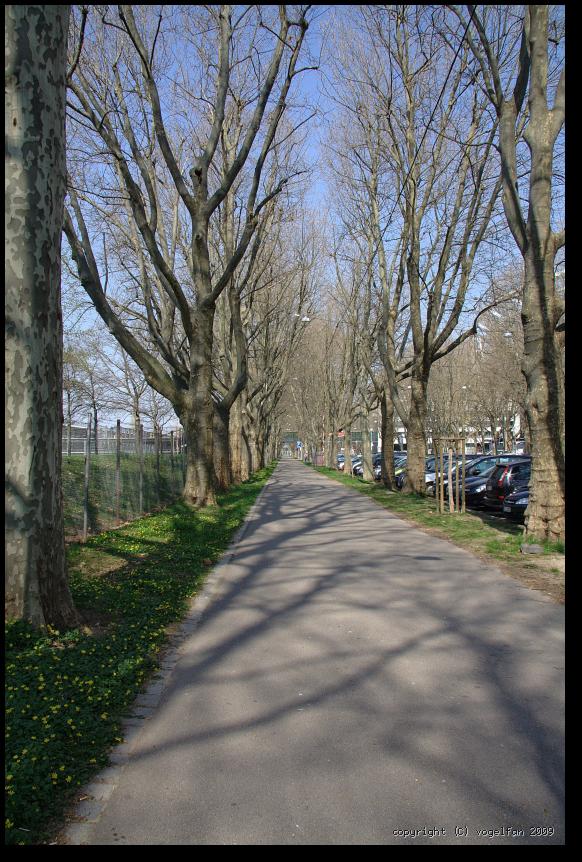 Allee beim Neckarstadion