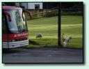 Schafe am Bus