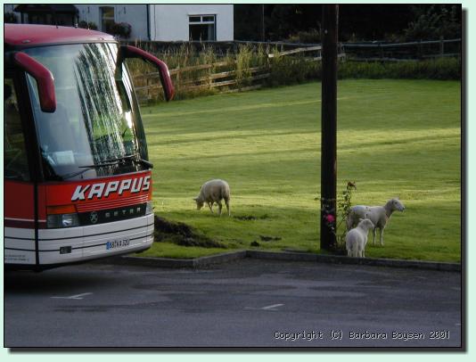 Schafe am Bus