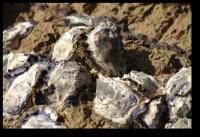 Eingebackene Austernschalen