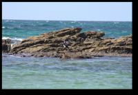 Neuseelaendische Elsterscharbe