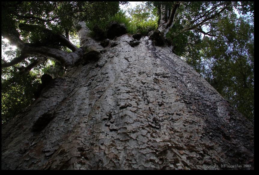 Blick am Stamm hinauf