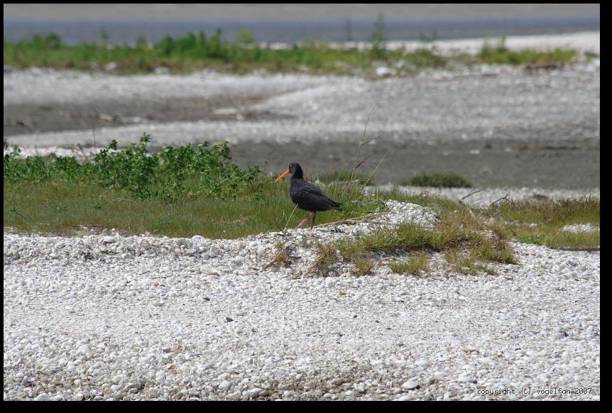 Neuseelaendischer Austernfischer