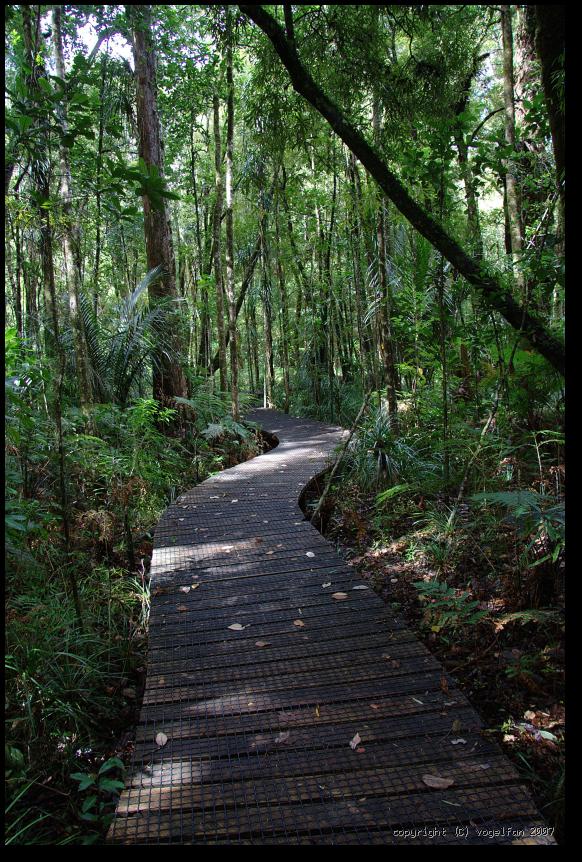 Urwaldpfad