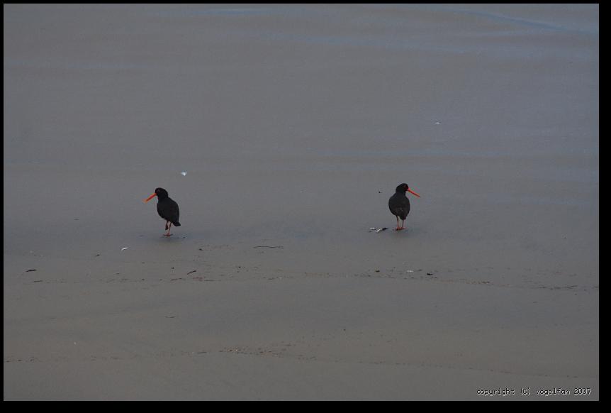 Neuseelaendischer Austernfischer