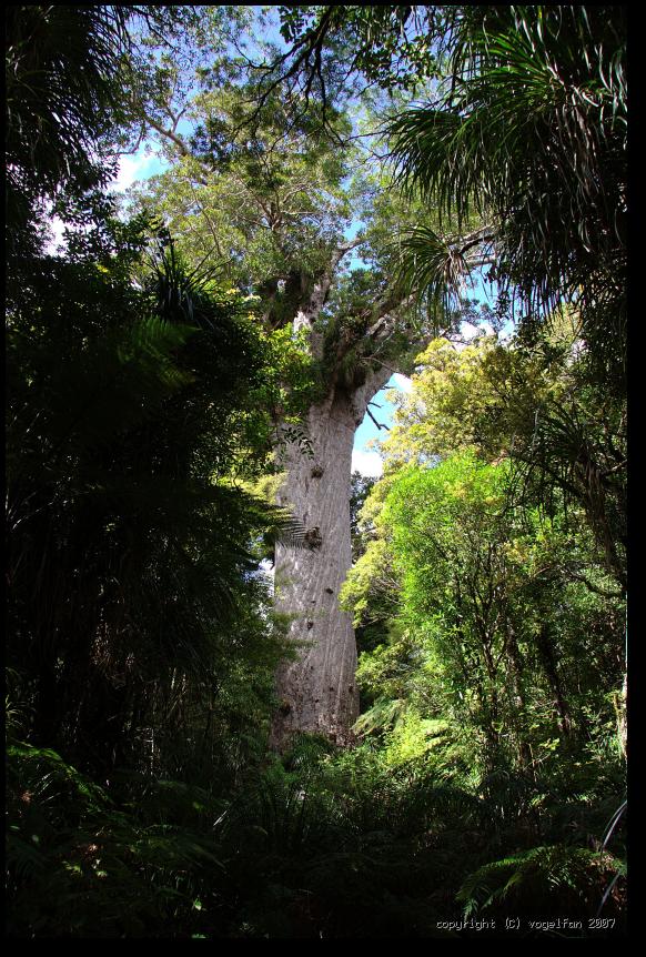 Tane Mahuta