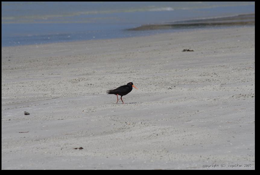 Sooty Oystercatcher