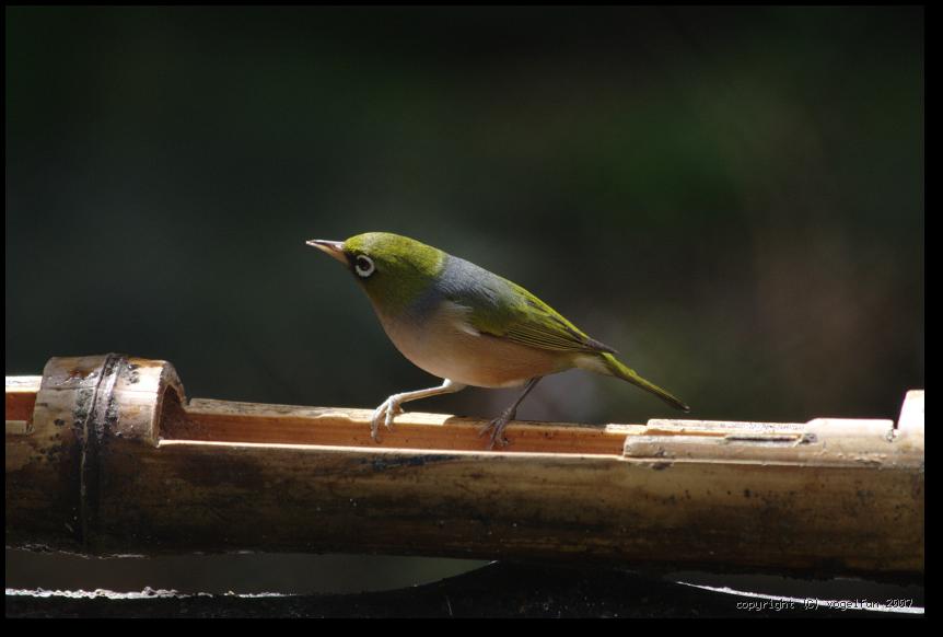 Graumantel-Brillenvogel