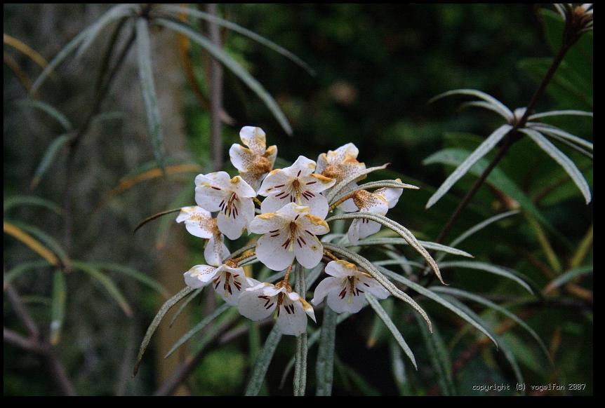 Exotischer Rhododendron