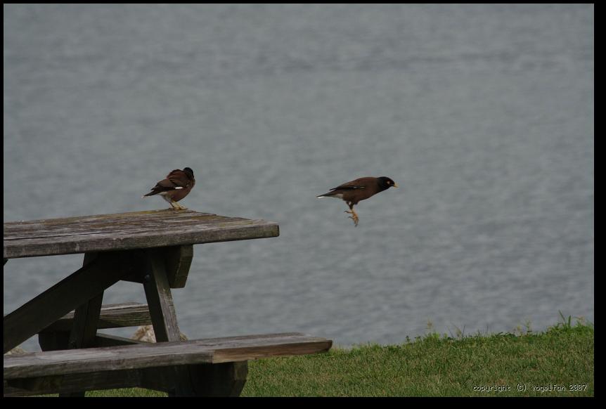 Hirtenmainas beim Absprung