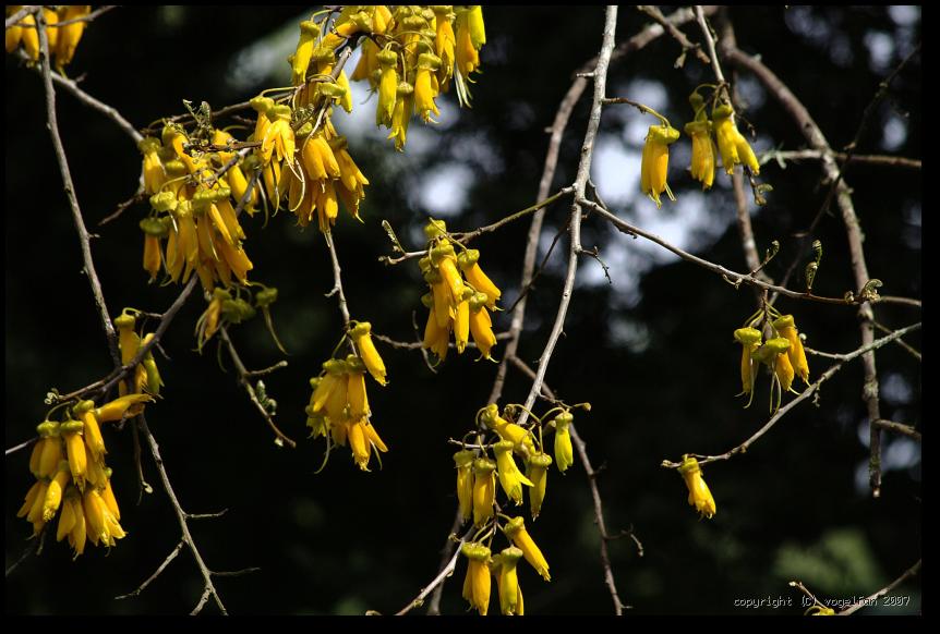 Kowhai