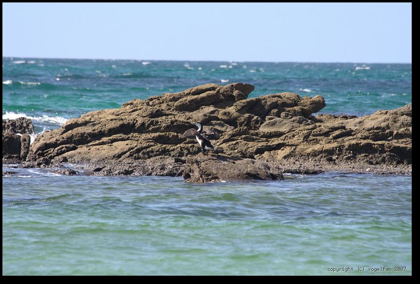 Neuseelaendische Elsterscharbe