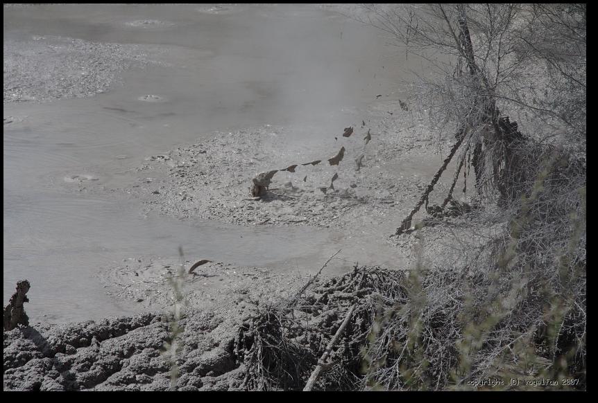 Mud Pool