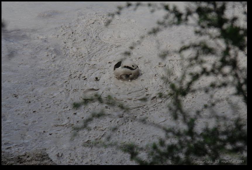 Mud Pool