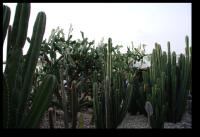Kaktus-Garten