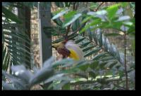 Kleiner Paradiesvogel