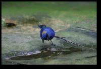 Kleines blaues Kerlchen