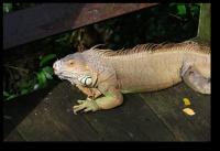 Leguan?