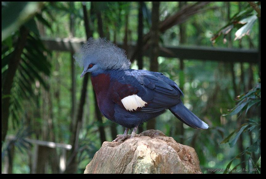 Maronenbrust-Krontaube