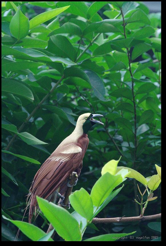 Kleiner Paradiesvogel