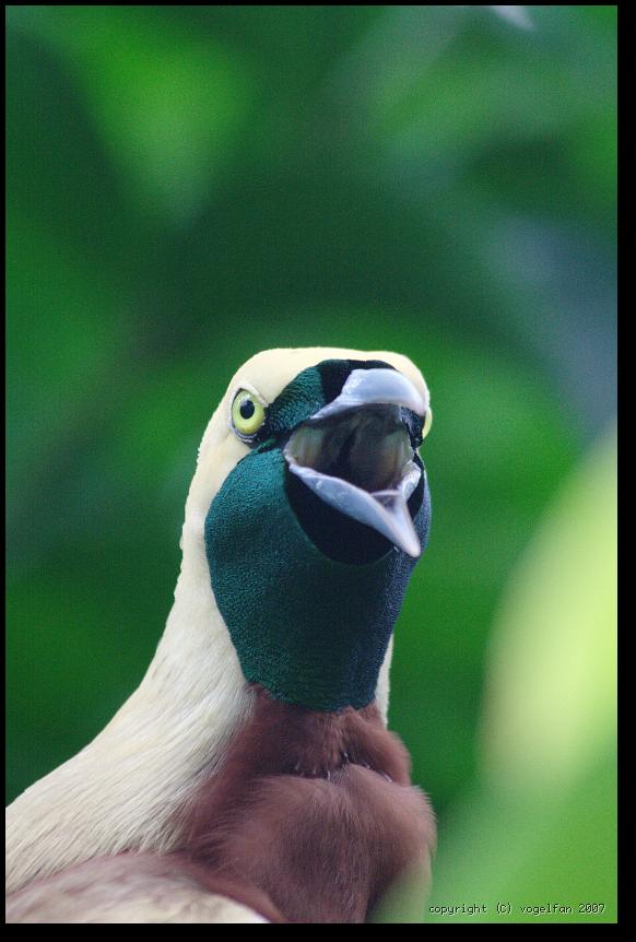Kleiner Paradiesvogel