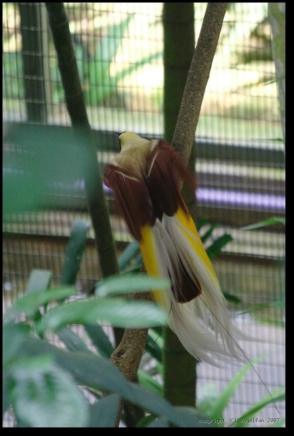 Kleiner Paradiesvogel