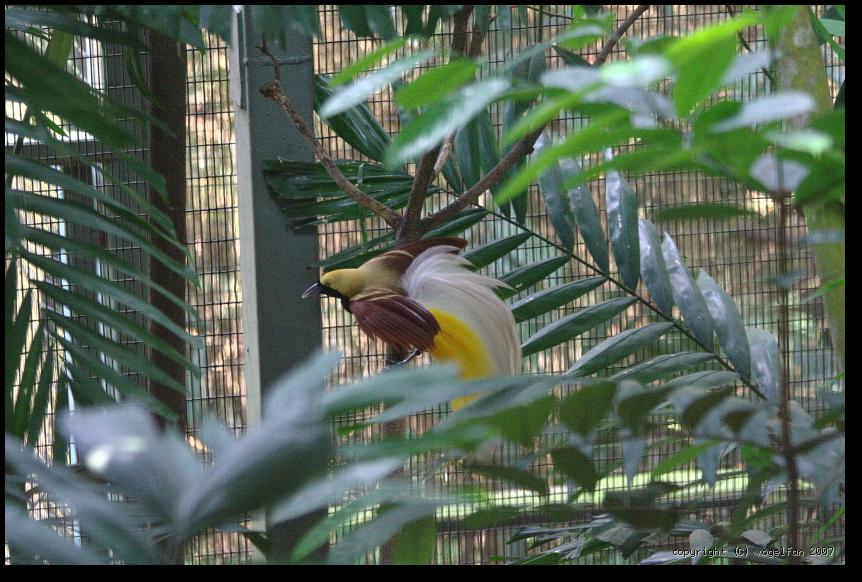 Kleiner Paradiesvogel