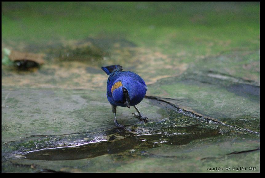 Kleines blaues Kerlchen