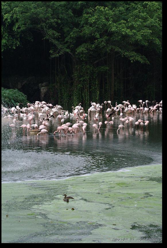 Flamingo-Lagune