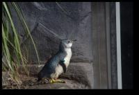 Blue Penguin