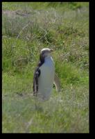 Gelbaugen-Pinguin
