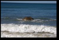 Moeraki Boulder