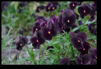 Schwarze Stiefmuetterchen