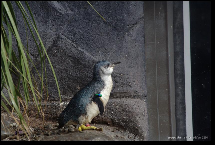 Blue Penguin