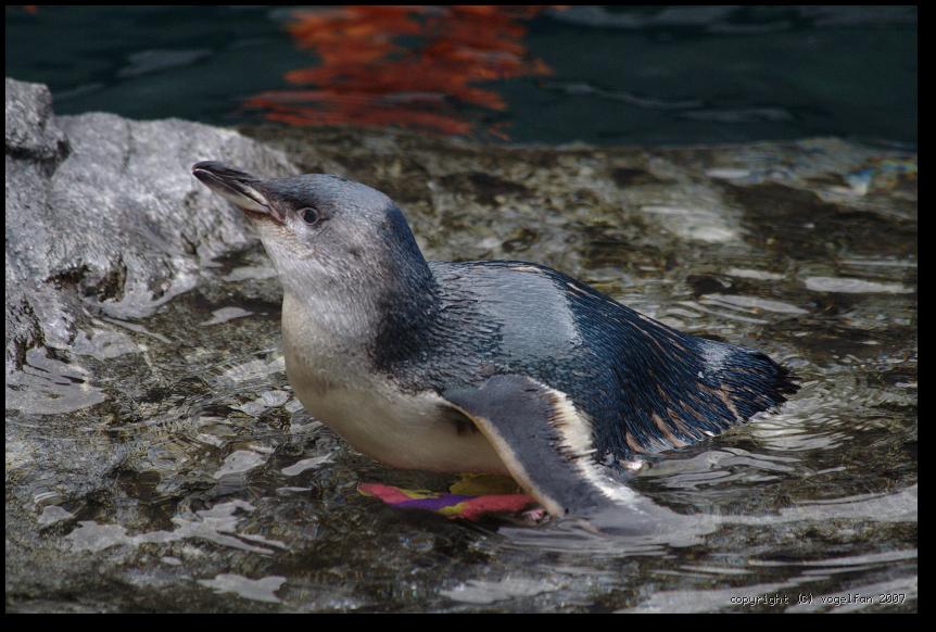 Blue Penguin