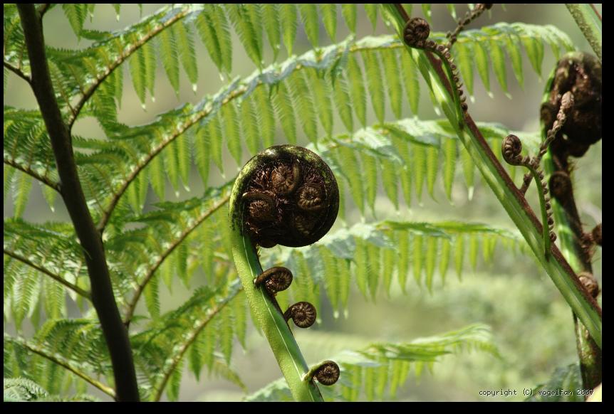 Baumfarn