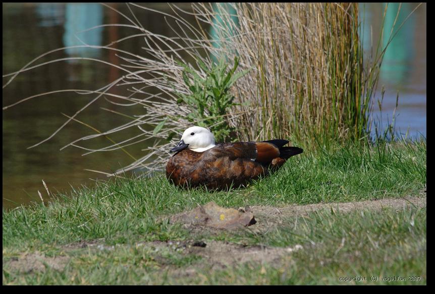 Paradise Shelduck Female