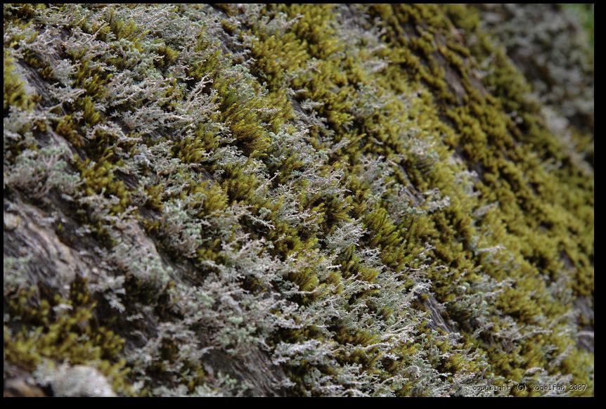 Moos und Flechten