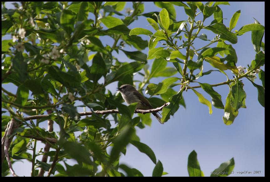 Grey Warbler