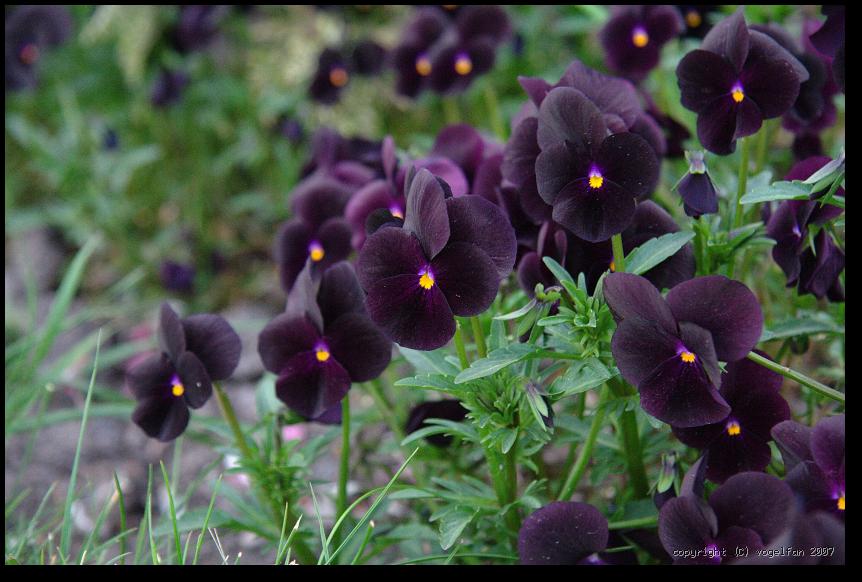 Schwarze Stiefmuetterchen