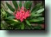 Waratah